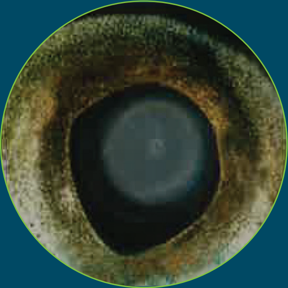 A rainbow trout eye with major lens coverage