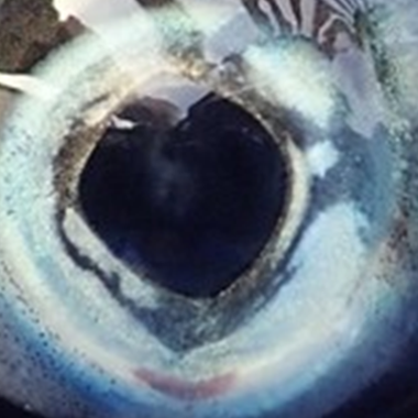 Atlantic salmon eye with minor fresh injury