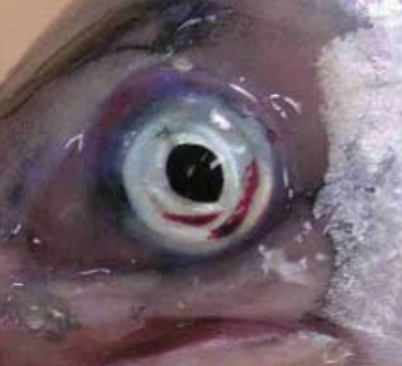 Atlantic salmon eye with clear fresh injury