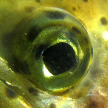 Healthy rainbow trout eye
