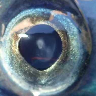Atlantic salmon eye with minor opacity