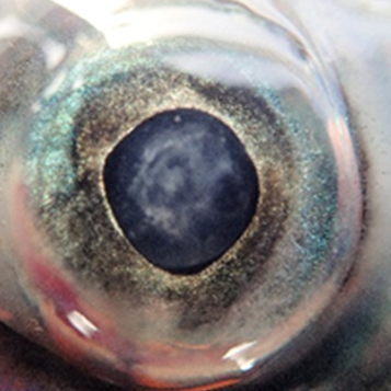 Atlantic salmon eye with moderate opacity