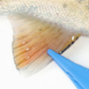 Intact rainbow trout anal fin