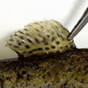 Rainbow trout dorsal fin with minor alteration