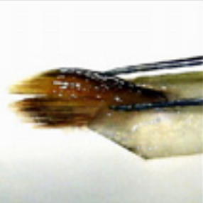 Rainbow trout pelvic fin with moderate alteration