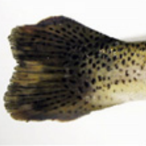 Rainbow trout caudal fin with severe alteration