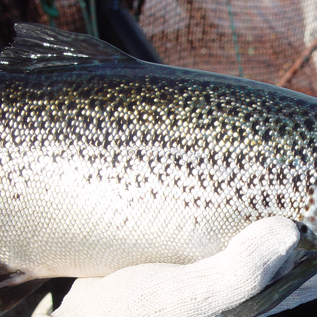 Atlantic salmon without scale loss