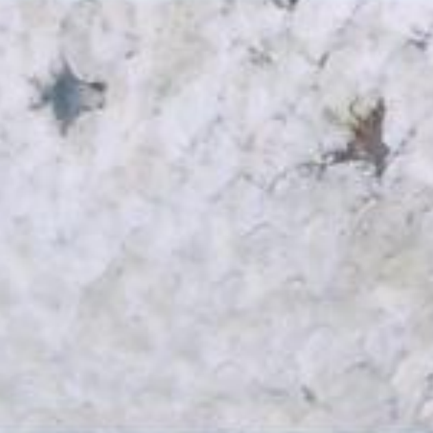 Example of individual missing scales on Atlantic salmon