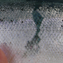 Example of small area of scale loss on Atlantic salmon