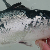Example of large area of scale loss on Atlantic salmon