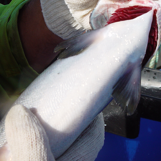 Healthy Atlantic salmon with no injuries