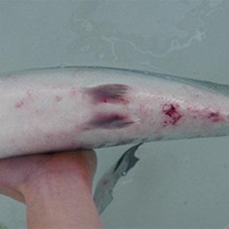 Atlantic salmon with moderate hemorrhaging