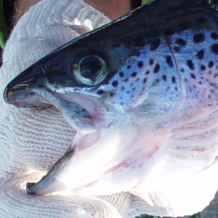 Atlantic salmon with no snout damage