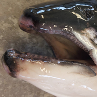Atlantic salmon with minor snout damage
