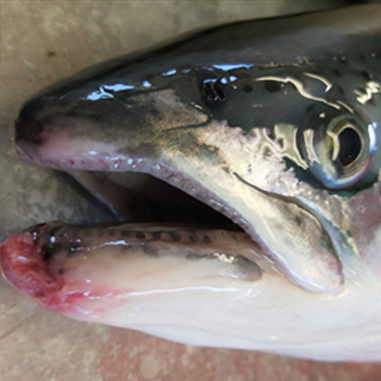 Atlantic salmon with moderate snout damage