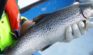 Healthy Atlantic salmon with no deformity
