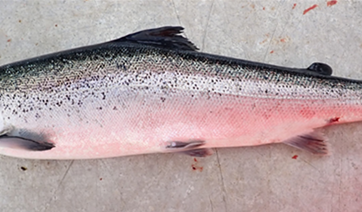 Atlantic salmon with suspected spinal deformity