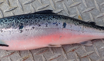 Atlantic salmon with minor spinal deformity