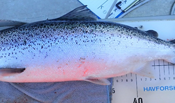 Atlantic salmon with visible kink near the tail