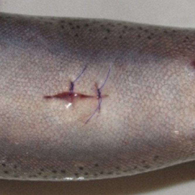Rainbow trout with healed wound