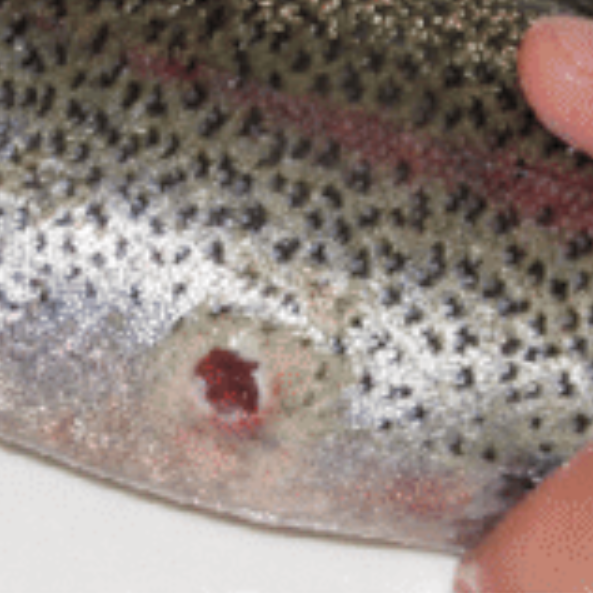 Rainbow trout with small wound