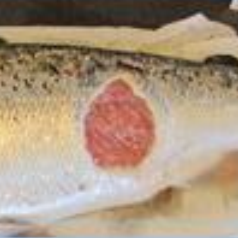 Atlantic salmon with large wound